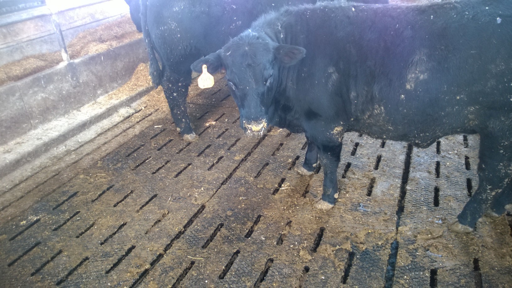Rubber floor mat - Maxgrip - ANIMAT Inc. - for cow breeding