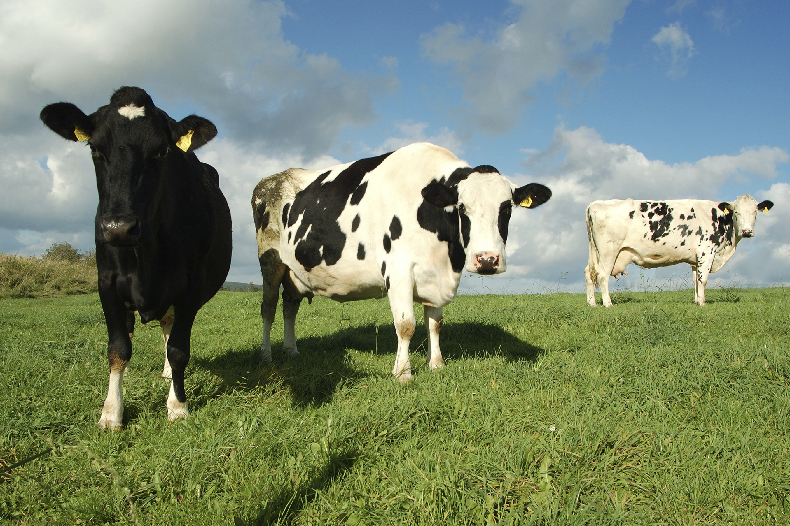 Dairy cows outside