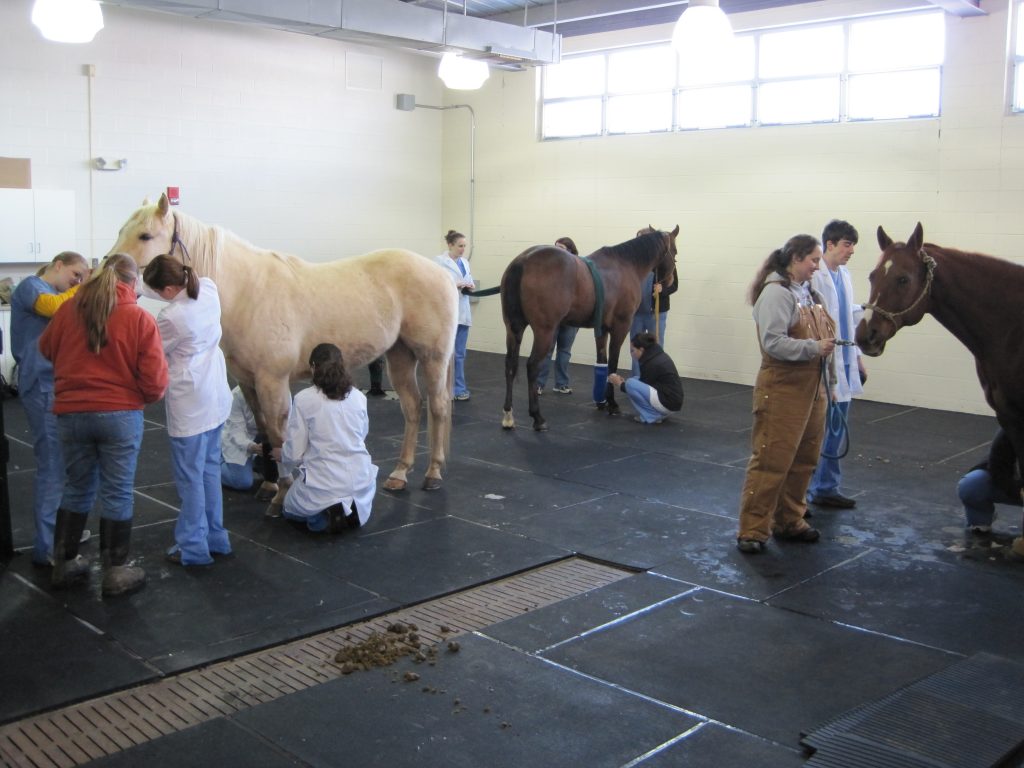 Horse Mat Increase Comfort And Security In Your Stable Animat