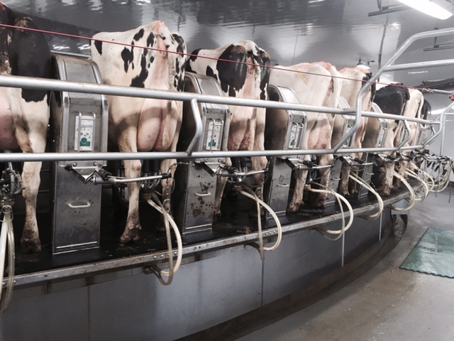 Rotary milking