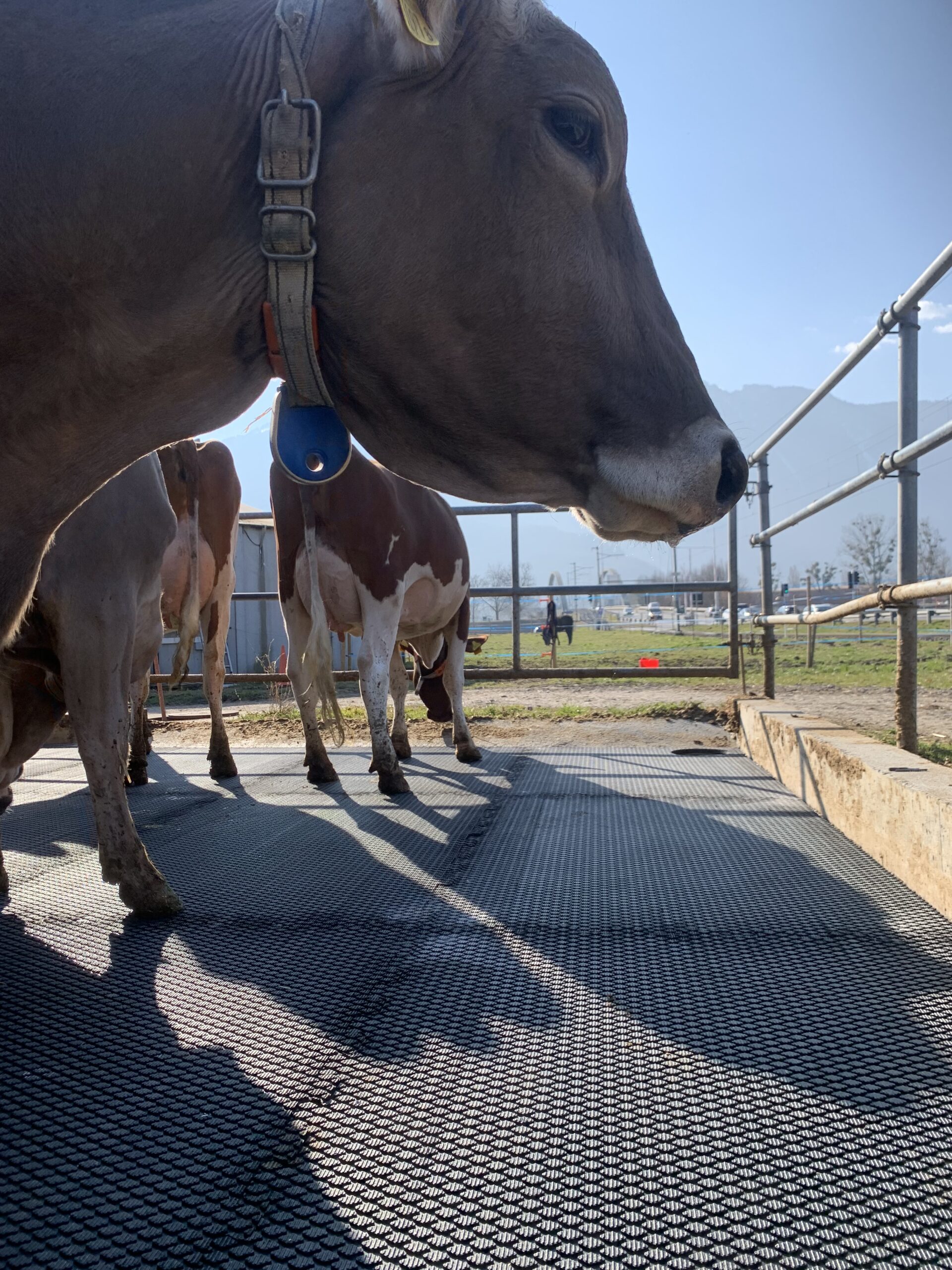 Cow on Maxgrip