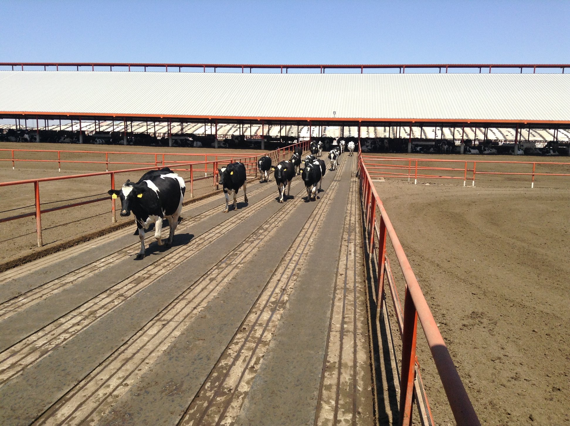 Cows walking in lanes